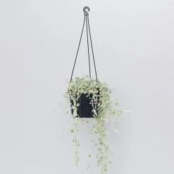 Shrubs Dichondra Silver Falls Hanging Plant