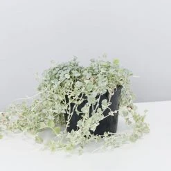 Shrubs Dichondra Silver Falls Hanging Plant