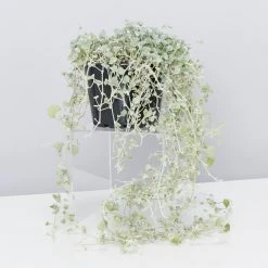 Shrubs Dichondra Silver Falls Hanging Plant