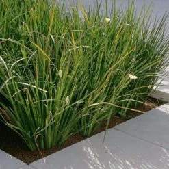 Shrubs Dietes Bicolor