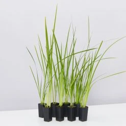 Shrubs Dietes Bicolor