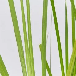 Shrubs Dietes Bicolor