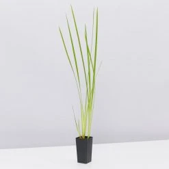 Shrubs Dietes Bicolor