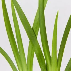 Shrubs Full Sun Dietes Grandiflora