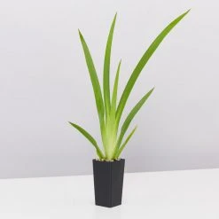 Shrubs Full Sun Dietes Grandiflora