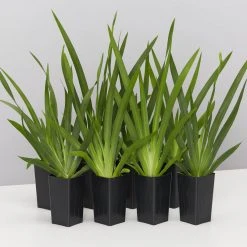 Shrubs Full Sun Dietes Iridioides