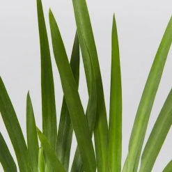 Shrubs Full Sun Dietes Iridioides