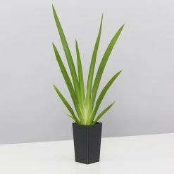 Shrubs Full Sun Dietes Iridioides