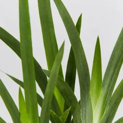 Shrubs Dietes Vegeta Catenulata Dwarf