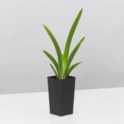 Shrubs Dietes Vegeta Catenulata Dwarf