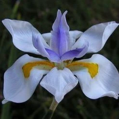 Shrubs Dietes Vegeta Catenulata Dwarf