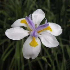 Shrubs Full Sun Dietes Iridioides