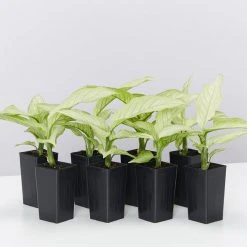 Indoor Garden Dieffenbachia Seguine Milky Way Easy Care Plants