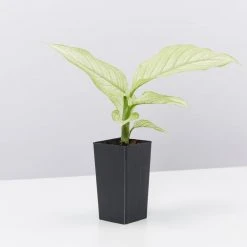 Indoor Garden Dieffenbachia Seguine Milky Way Easy Care Plants