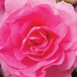 Shrubs Impatiens Walleriana Fiesta Bonita Pink Double