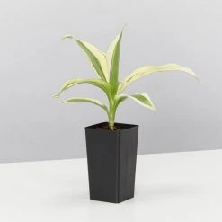 Indoor Garden Child Friendly Indoor Plants Pack Easy Care Plants 21 Indoor Garden Child Friendly Indoor Plants Pack Easy Care Plants