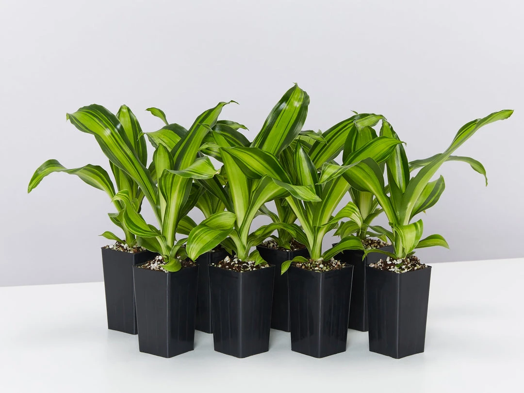 Indoor Garden Shrubs Dracena Massengena Marley 3 Indoor Garden Shrubs Dracena Massengena Marley