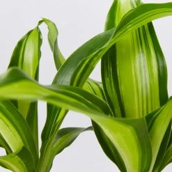 Indoor Garden Shrubs Dracena Massengena Marley 85mm