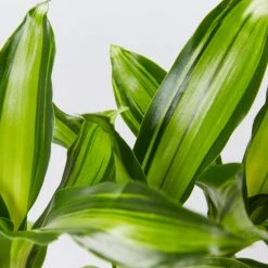 Indoor Garden Shrubs Dracena Massengena Marley 11 Indoor Garden Shrubs Dracena Massengena Marley