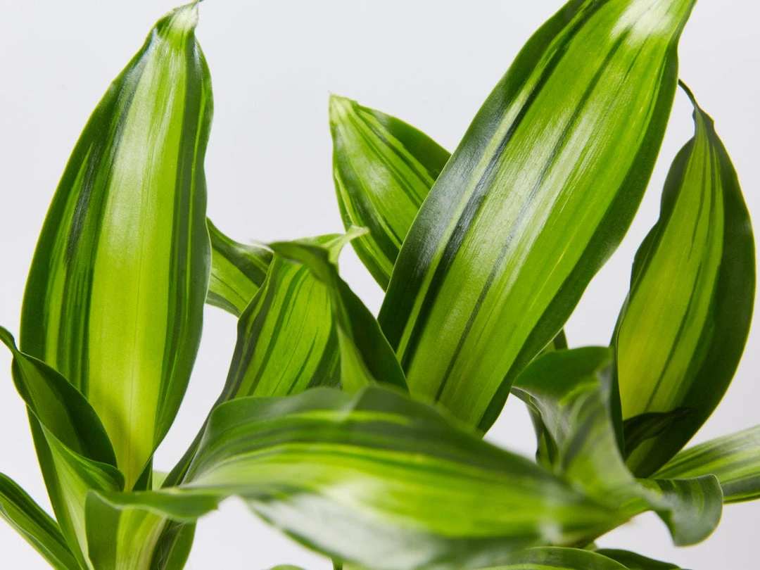 Indoor Garden Shrubs Dracena Massengena Marley 6 Indoor Garden Shrubs Dracena Massengena Marley