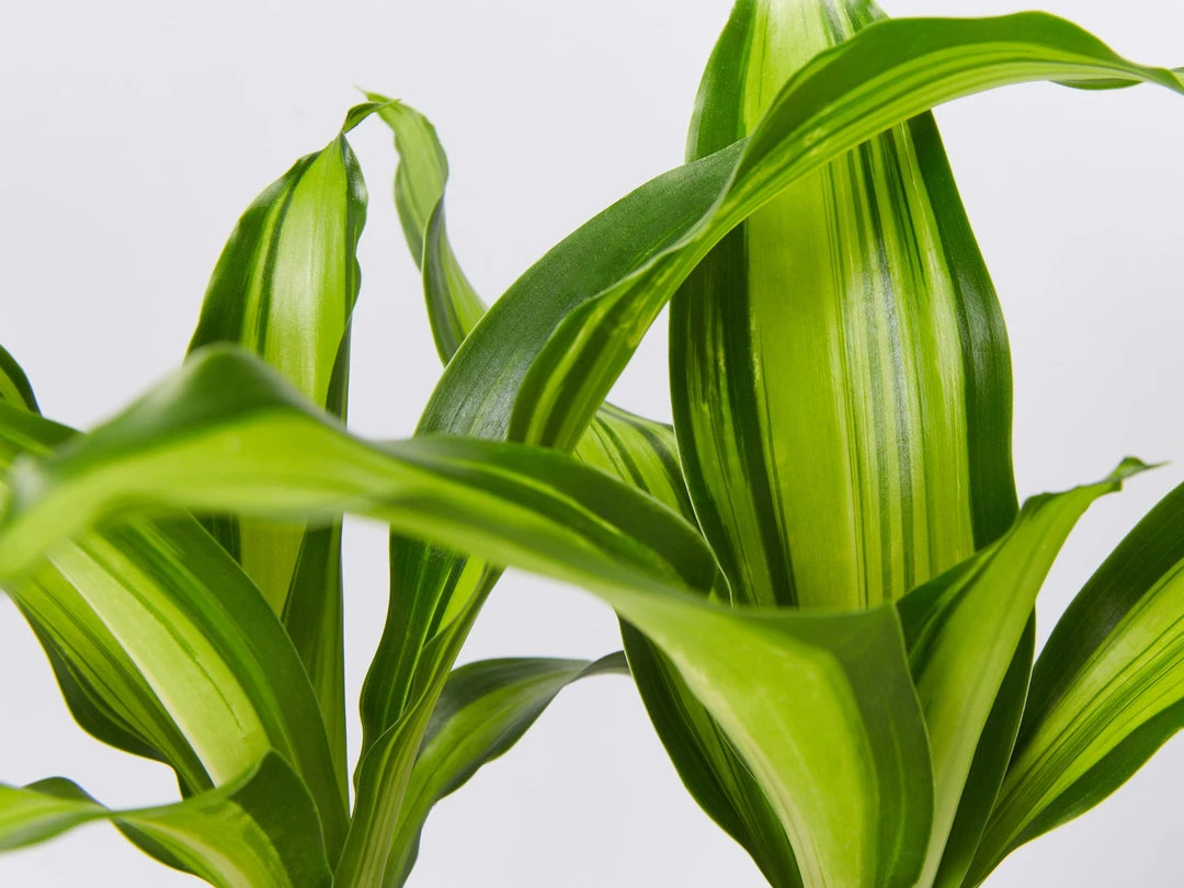 Indoor Garden Shrubs Dracena Massengena Marley 4 Indoor Garden Shrubs Dracena Massengena Marley