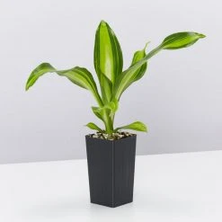 Indoor Garden Shrubs Dracena Massengena Marley 10 Indoor Garden Shrubs Dracena Massengena Marley