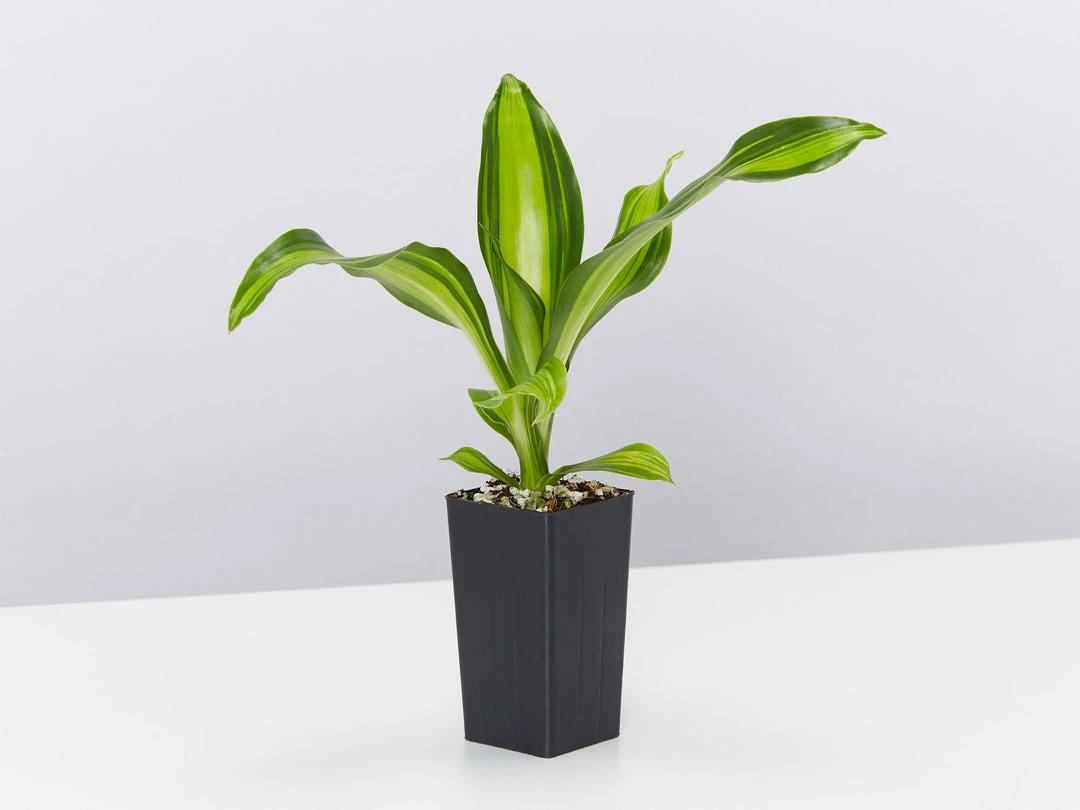 Indoor Garden Shrubs Dracena Massengena Marley 5 Indoor Garden Shrubs Dracena Massengena Marley