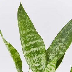 Succulents Full Sun Dracaena Trifasciata