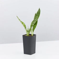 Succulents Full Sun Dracaena Trifasciata