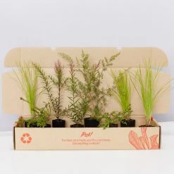 Shrubs Drought Tolerant Plant Pack