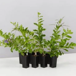 Hedge Duranta Repens 'Geisha Girl' Shrubs