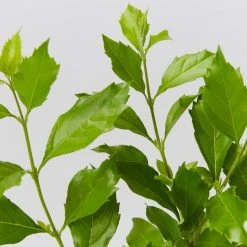 Hedge Duranta Repens 'Geisha Girl' Shrubs