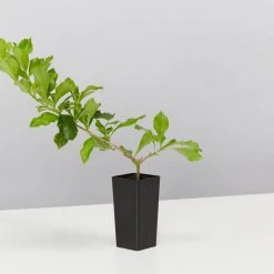 Hedge Duranta Repens 'Geisha Girl' Shrubs