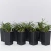 Shrubs Mini Mondo / Dwarf Mondo Grass Ground Covers
