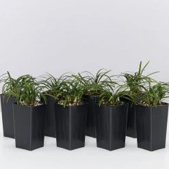 Shrubs Mini Mondo / Dwarf Mondo Grass Ground Covers