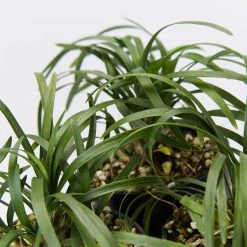 Shrubs Mini Mondo / Dwarf Mondo Grass Ground Covers