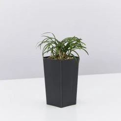 Shrubs Mini Mondo / Dwarf Mondo Grass Ground Covers