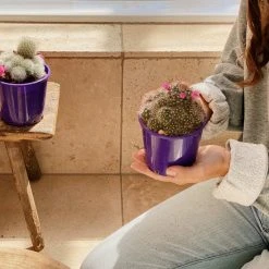 Full Sun Large Assorted Cacti Pack