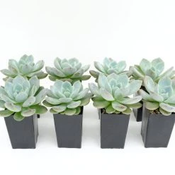 Succulents Full Sun Echeveria Monroe