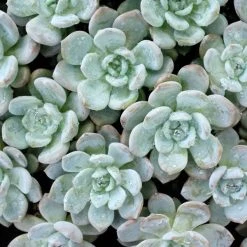 Succulents Full Sun Echeveria Monroe