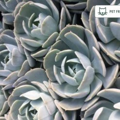 Succulents Full Sun Echeveria Secunda