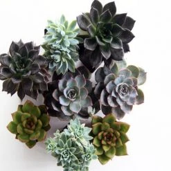 Succulents Plant Packs Echeveria Assorted Pack