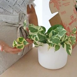 Elho Pots & Hanging Baskets Round Eco-Friendly Planters - Self-Watering