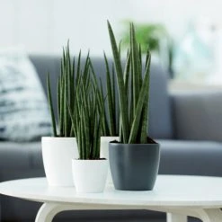 Indoor Garden Pool Friendly Plants Sansevieria Cylindrica Snake Plants