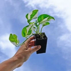 Indoor Garden Epipremnum Aureum Pothos Snow Queen