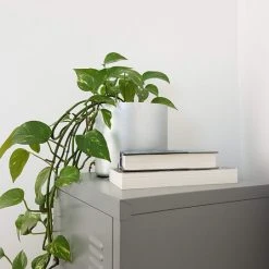 Indoor Garden Pothos 'Devils Ivy' Golden Pothos