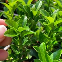 Shrubs Euonymus Japonica Green Rocket