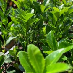 Shrubs Euonymus Japonica Green Rocket