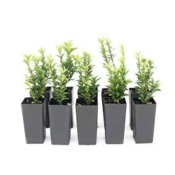 Hedge Euonymous Microphylla Japonica Shrubs