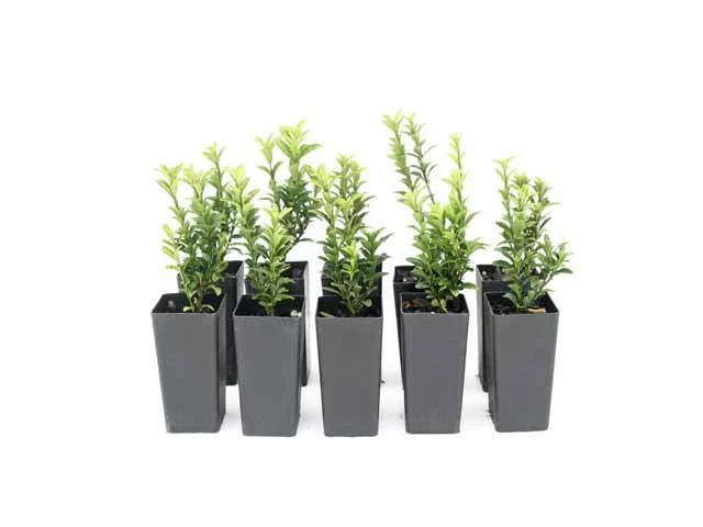 Hedge Euonymous Microphylla Japonica Shrubs 4 Hedge Euonymous Microphylla Japonica Shrubs